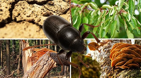 How To Avoid 5 Summer Tree Problems
