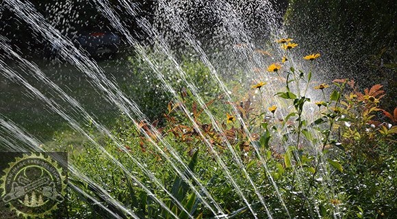 Landscape Watering - What Is Too Much?