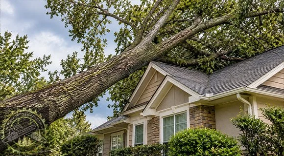 When Emergency Tree Removal Is Necessary
