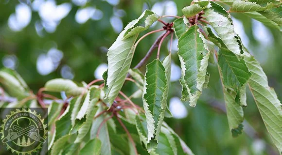 summer tree problems wilted foliage