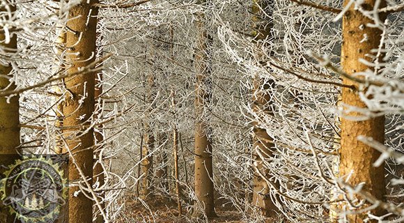 arborist pruning and mulching for winter landscapes