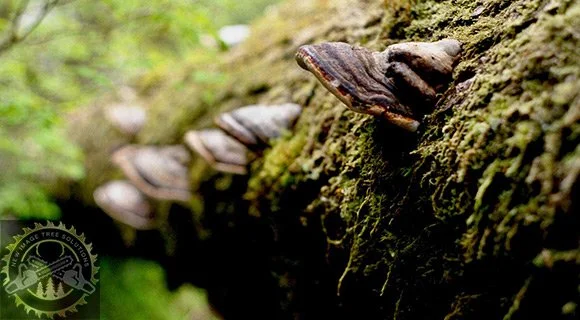tree and root flourishing mushroom growth