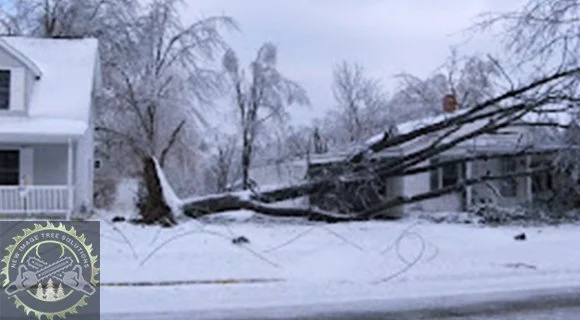 pruning and mulching for winter landscapes to avoid tree failure