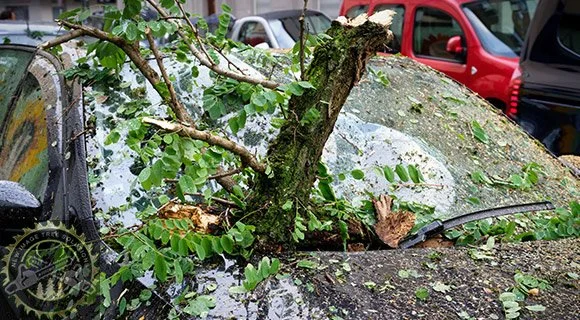 tree branches suddenly falling on car