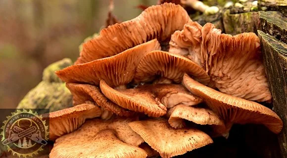 tree and root fungi growth