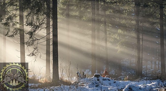 best time for pruning and mulching on winter landscapes