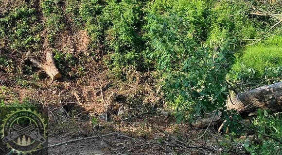 vegetation removal land clearing process