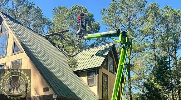 summer tree problems calling an arborist
