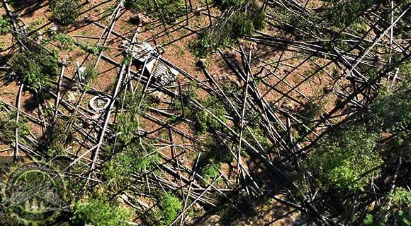 land clearing professional process