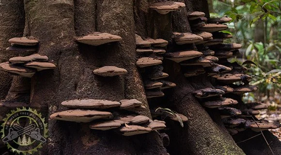 mushroom conks on trunk tree weakness and disease identification