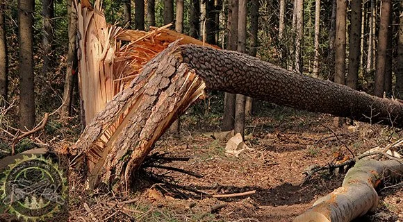 summer tree problems severe storm damage