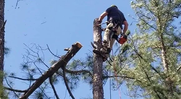 atlanta georgia arborist tree removal permit