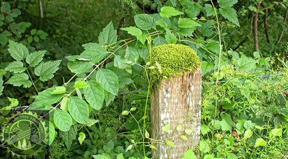dense tree and brush clearing overgrown obstacles