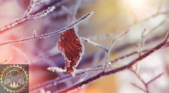 why arborists prefer pruning and mulching on winter landscapes