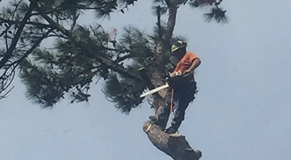 dunwoody georgia tree removal permit arborist services