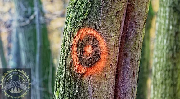 dense tree and brush clearing identification