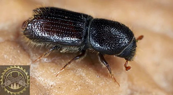tree branches suddenly falling wood boring beetles
