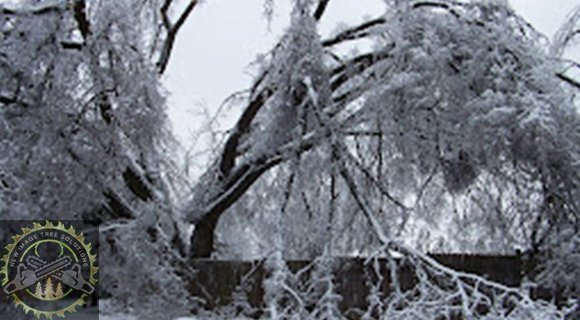 pruning and mulching for winter landscapes to avoid tree failure