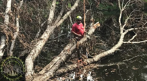 arborist services tree weakness and disease identification