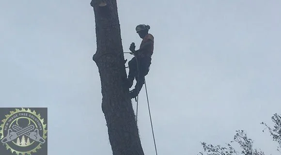 land clearing process arborist services