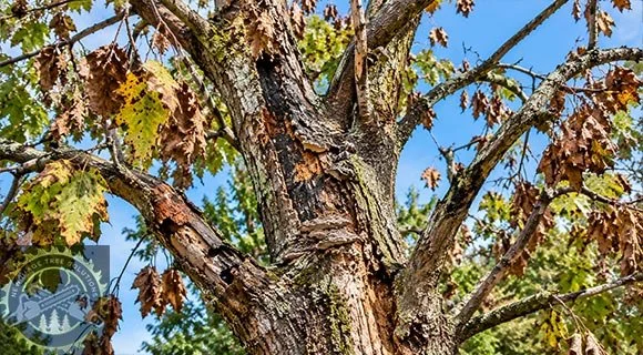 roswell georgia emergency diseased dying tree removal