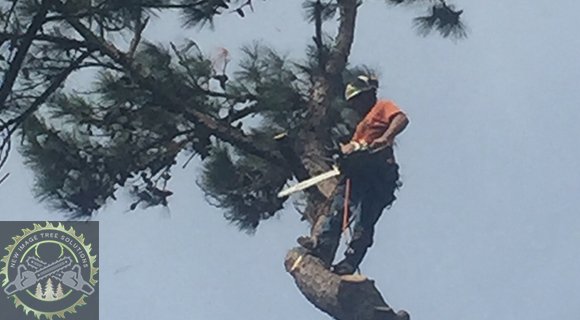 harnesses and chainsaw equipment for tree pruning and removal