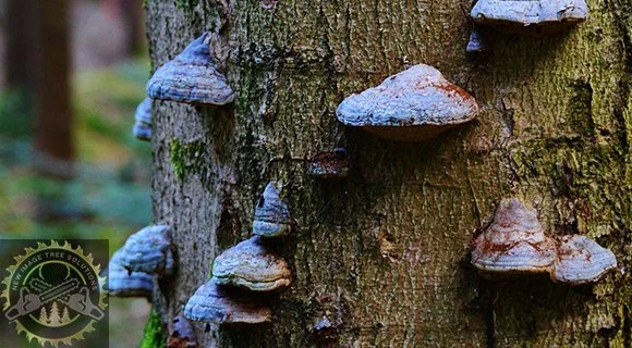 tree and root mushroom conk growth