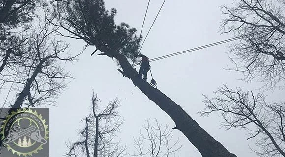 professional pruning land clearing process