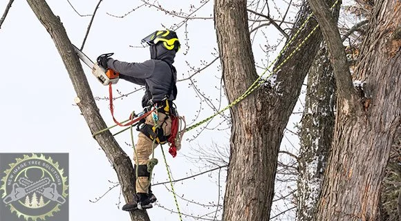 professional arborist dense tree and brush clearing