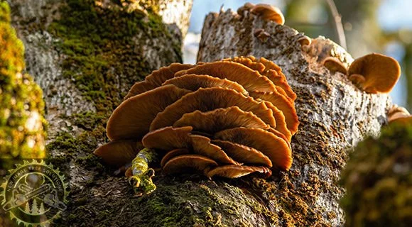 summer tree problems fungal growth