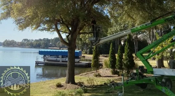 tree branches suddenly falling pruning and removal
