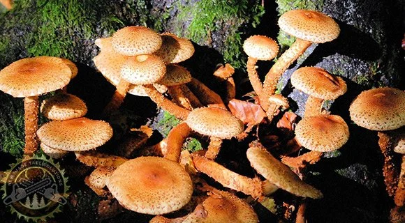 tree and root decay mushroom growth