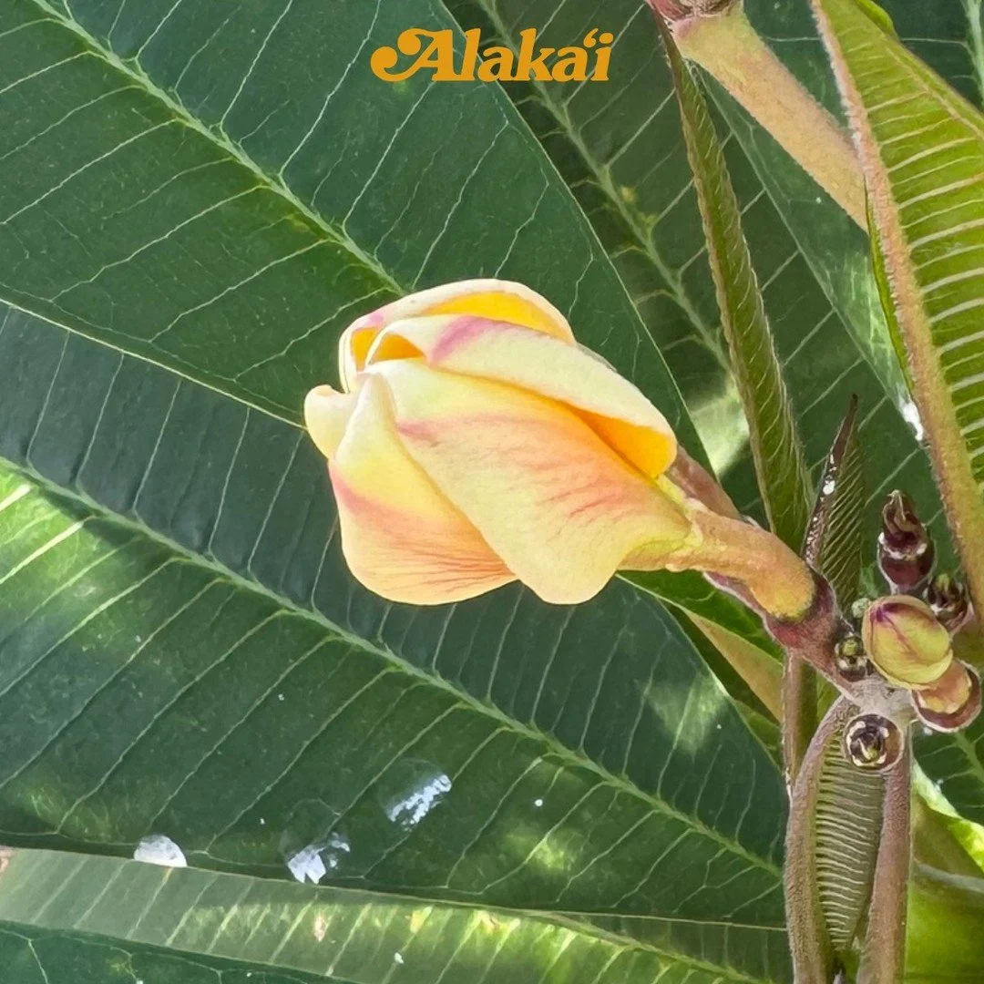 If you've lost your job, you know this feeling: waiting to hear back can feel like forever.

Here's your reminder &mdash; you're in a season, and seasons change.

For three weeks I've watched my plumeria tree, waiting for it to bloom. I've kept my 6-