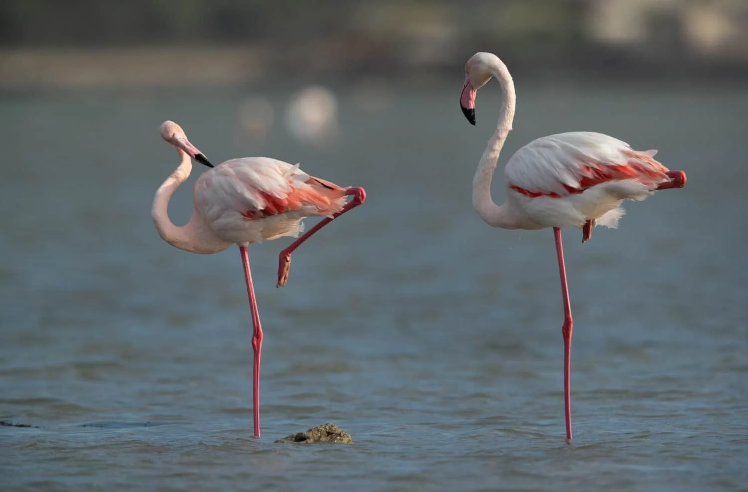 Wat de flamingo ons leert over mentale ruimte