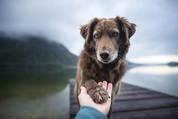 Trusts for Pets