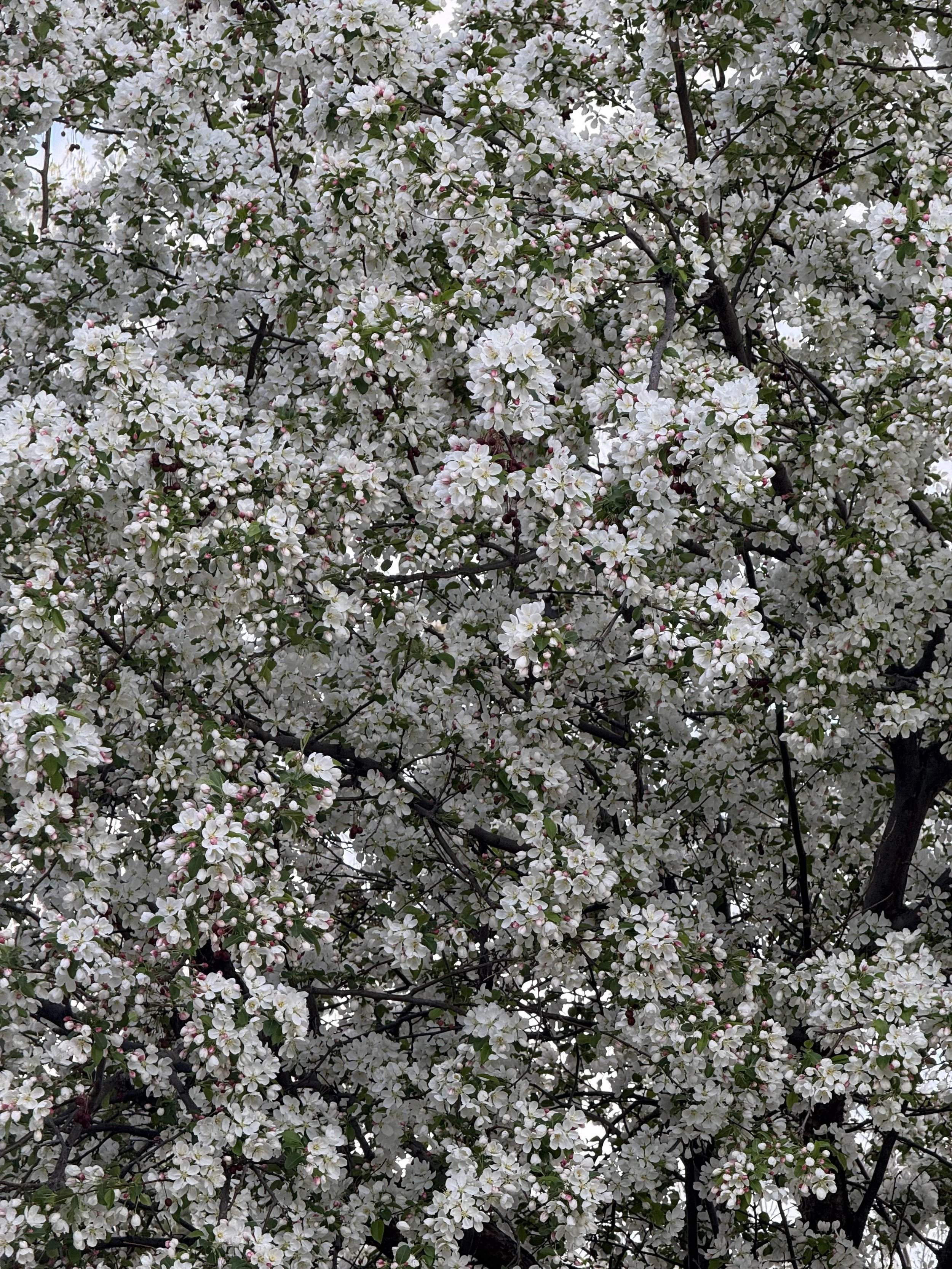 Nature does not announce its beauty.
It's becomes it, quietly.