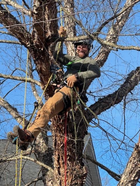 tree removal cornelius NC.jpg