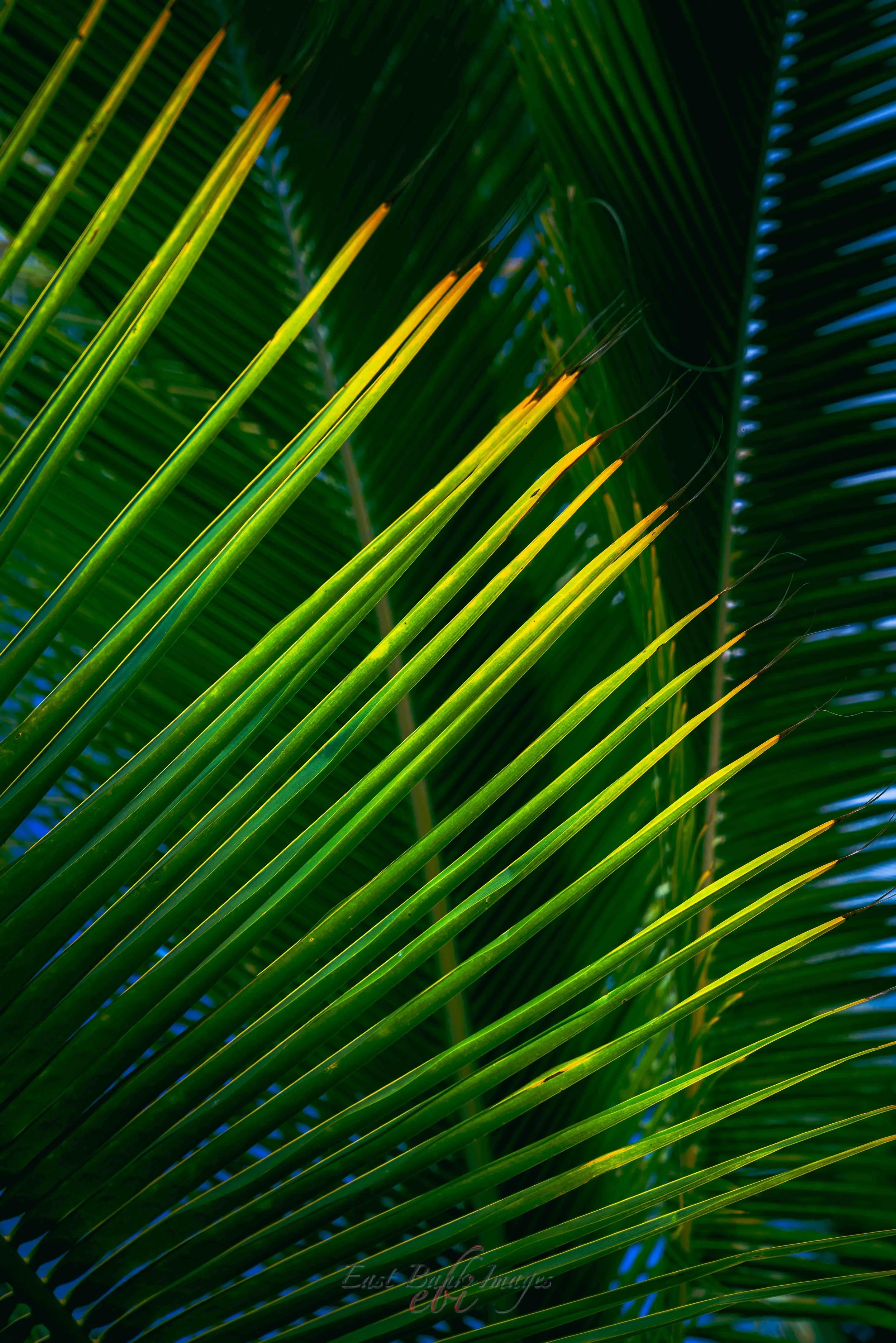 Hawaii-49.jpg