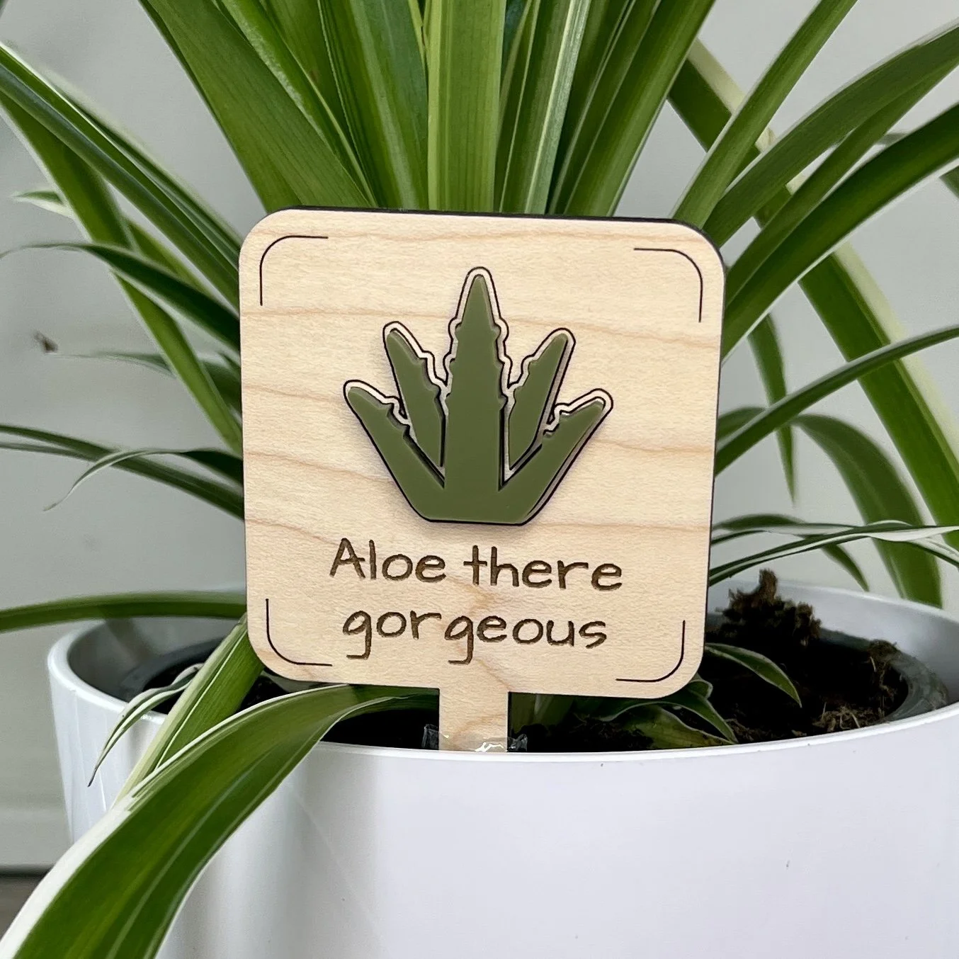 maple plant stake displayed in a potted houseplant featuring an acrylic aloe plant embellishment engraved with the phrase "Aloe there gorgeous".