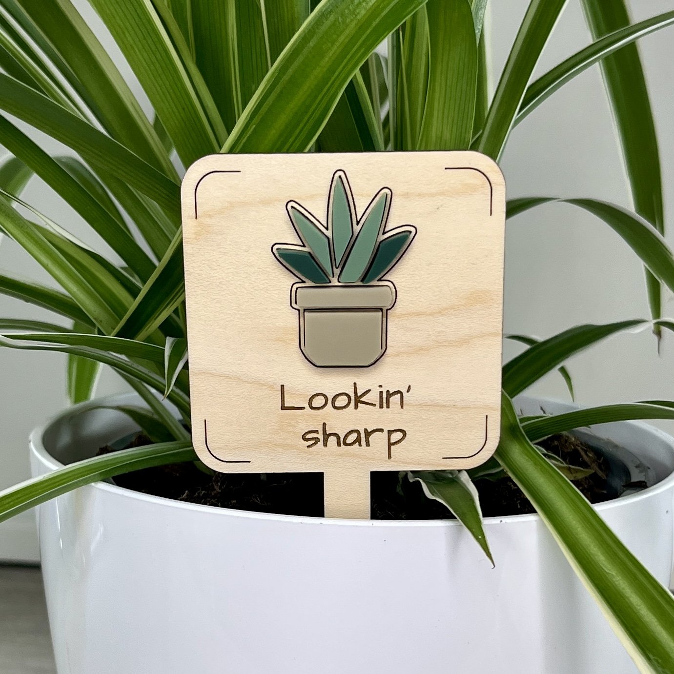 maple plant stake displayed in a potted spider plant embellishment engraved with the phrase "Lookin’ sharp".