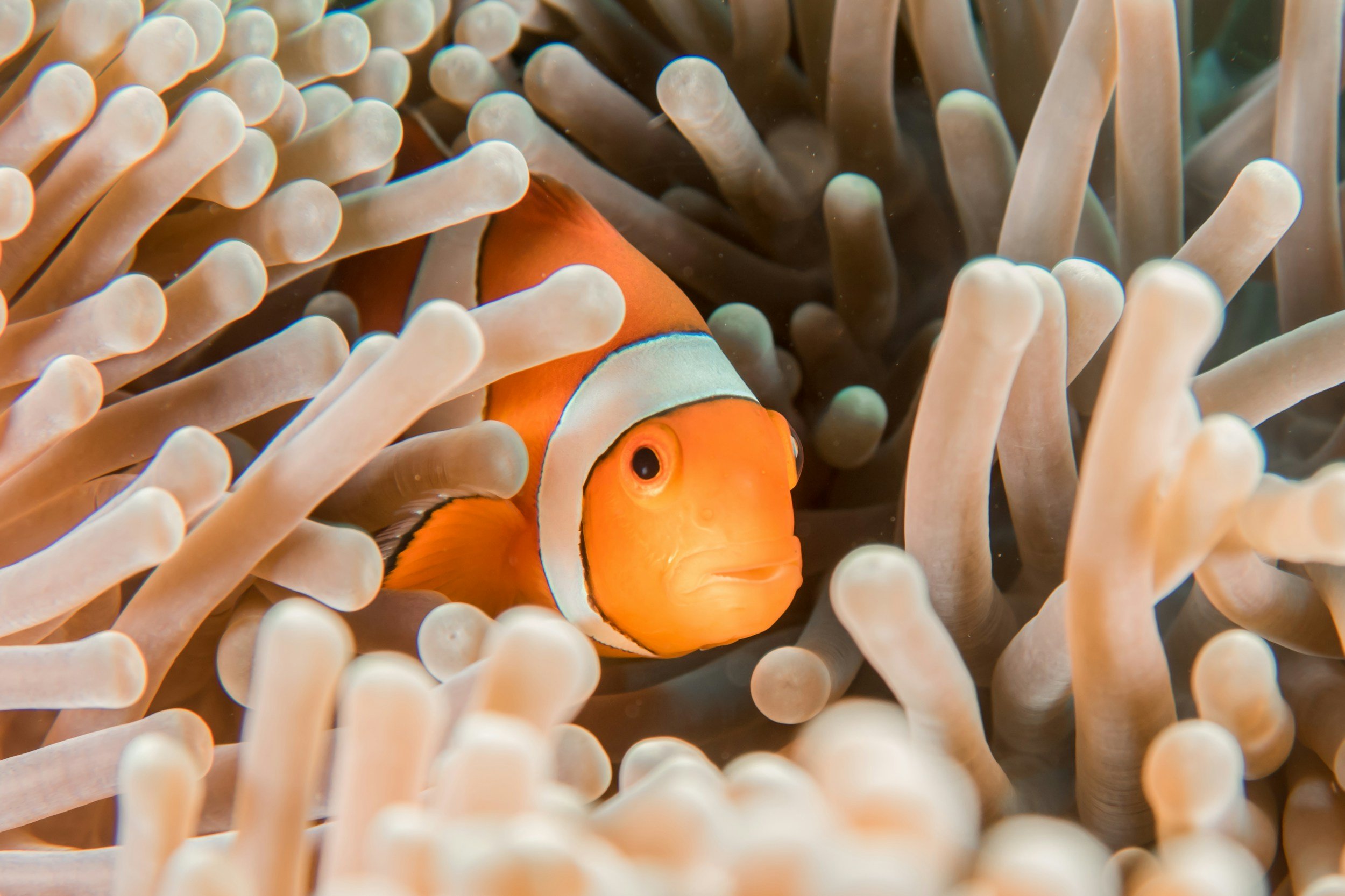 Una femmina di clownfish arancione con strisce bianche e nere che nuota tra le quattro a dei coralli.