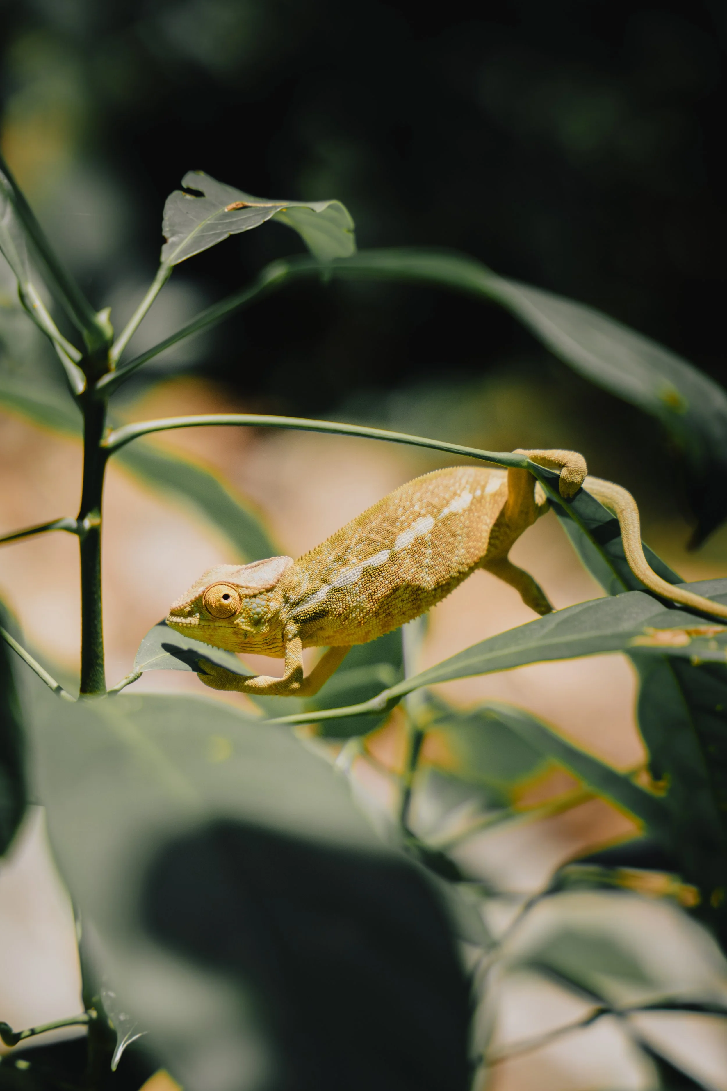 Un camaleonte verde chiaro si nasconde tra le foglie di una pianta