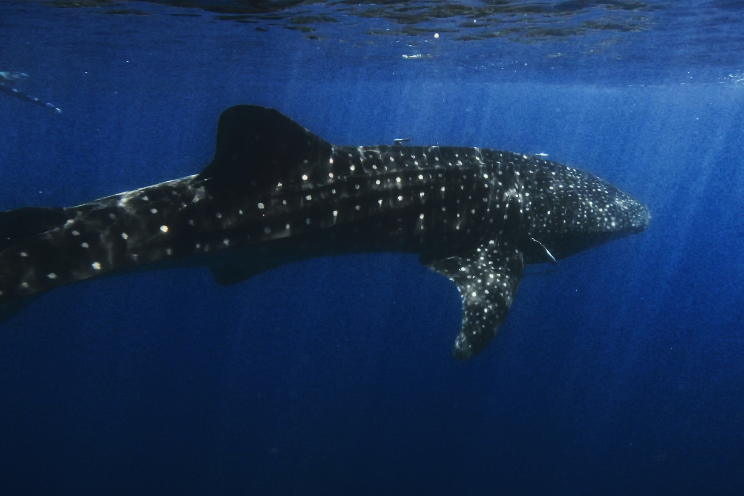 Squalo balena nuotando in acque profonde con corpo nero e punti bianchi.