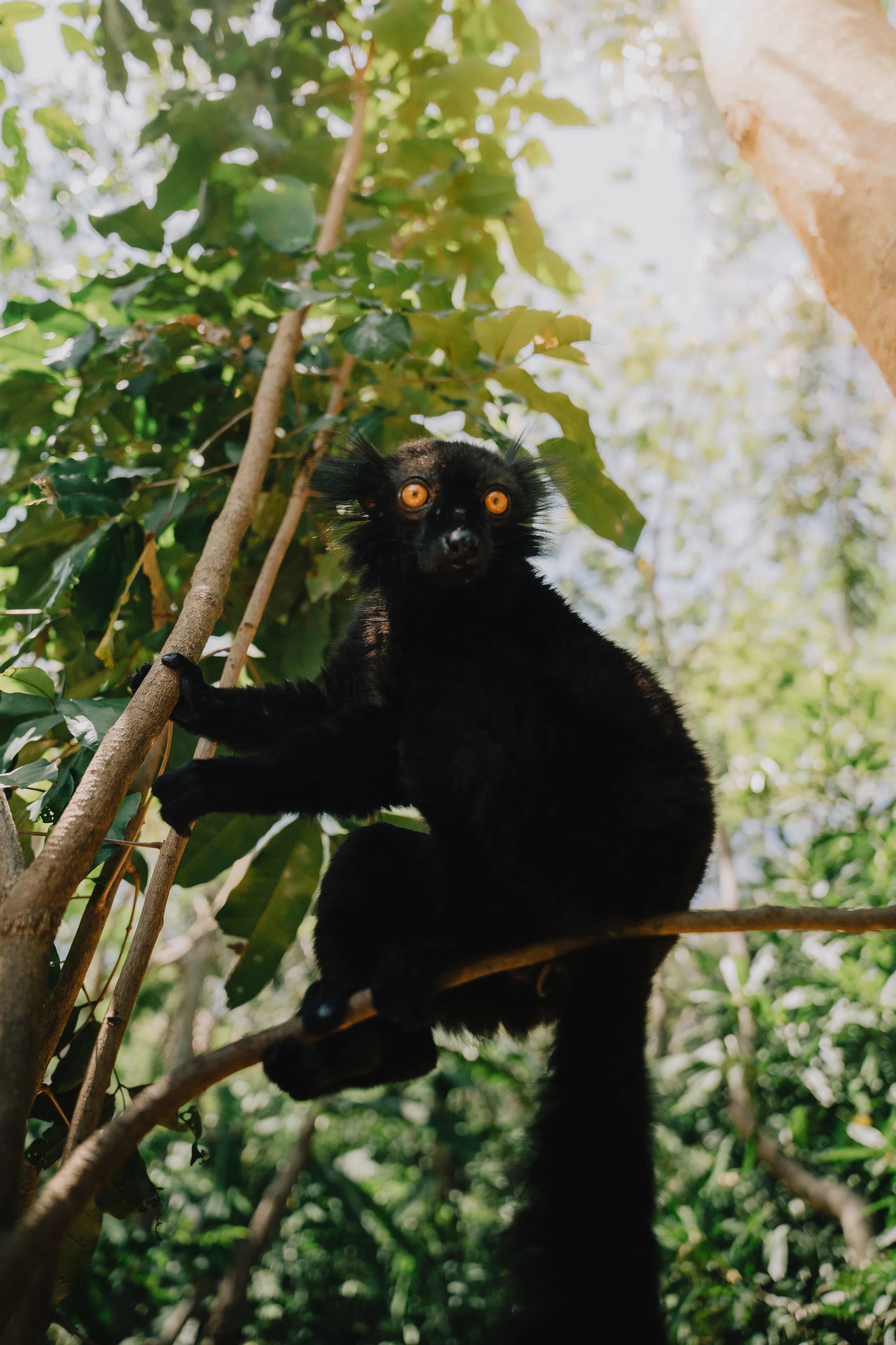 Un costume di un animale nero con grandi occhi arancioni si trova tra foglie verdi in un ambiente naturale, seduto su un ramo di albero.