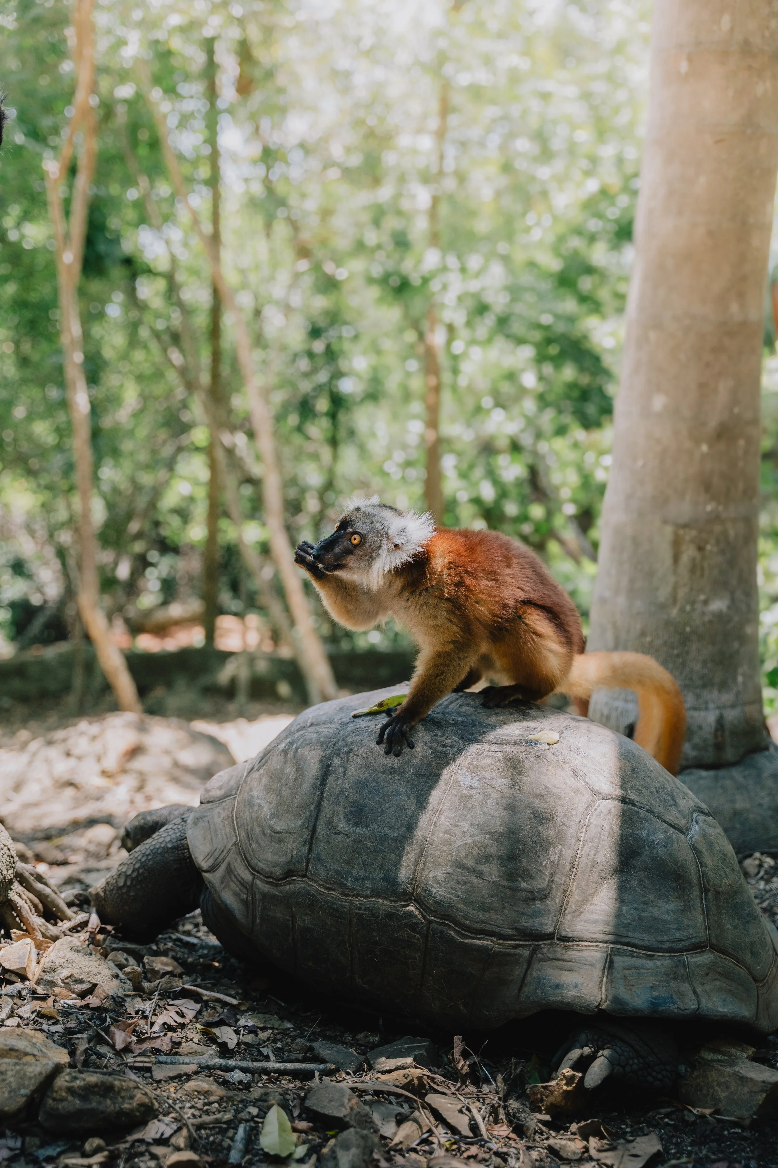 Una scimmia su una tartaruga in un ambiente naturale con alberi e foglie sul terreno.