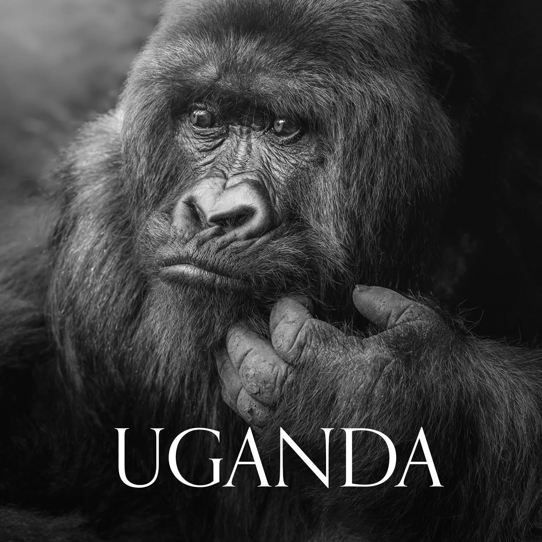 VIAGGIO NATURALISTICO UGANDA