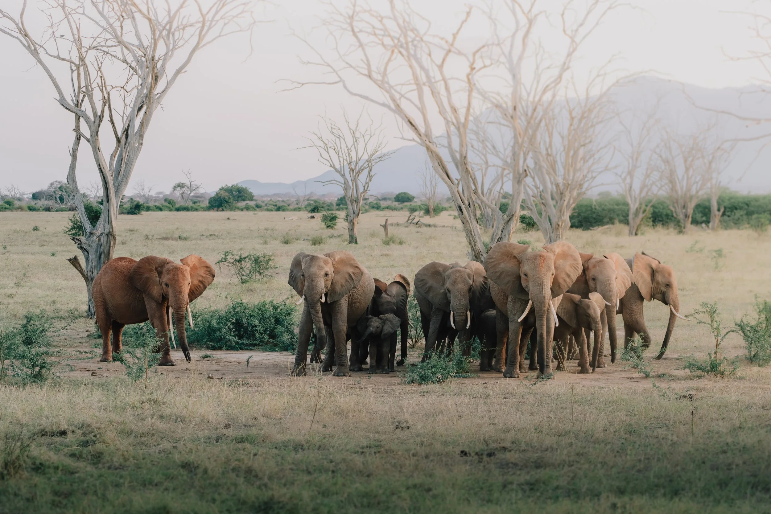 Gruppo di elefanti africani in una savana con alberi spogli e montagne sullo sfondo