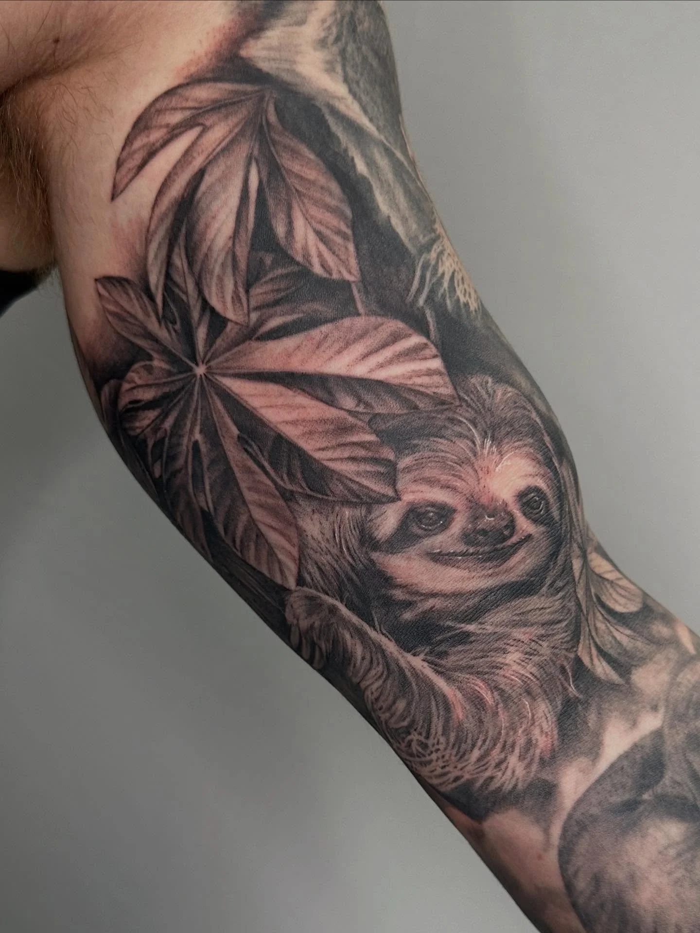 I&rsquo;ve decided I want to post more photos of tattoos! Here is a sloth I tattooed last year on @itzkrug_  and I&rsquo;m so happy with how it turned out #tattoos #blackandgreytattoos #slothtattoo @lovealwaystattoos