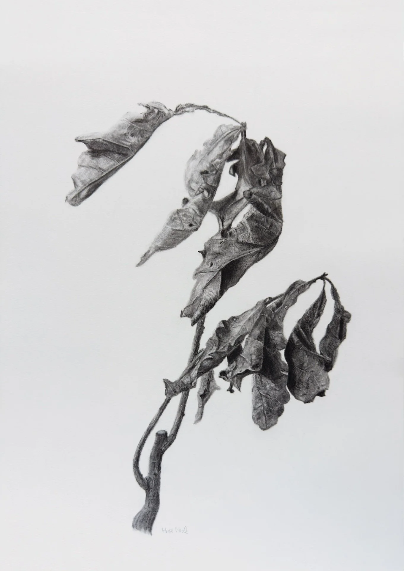 Charcoal rendering of dead oak sapling