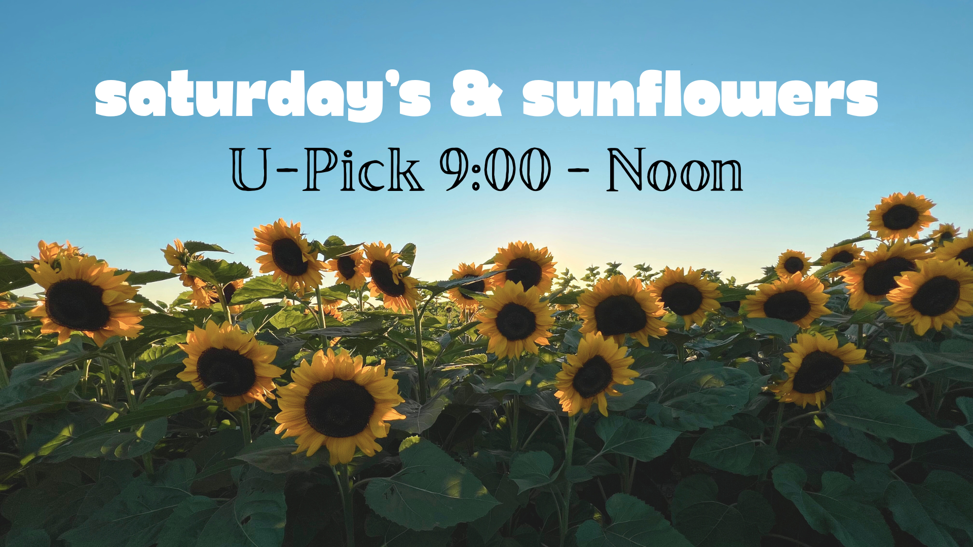 Saturday & Sunflowers